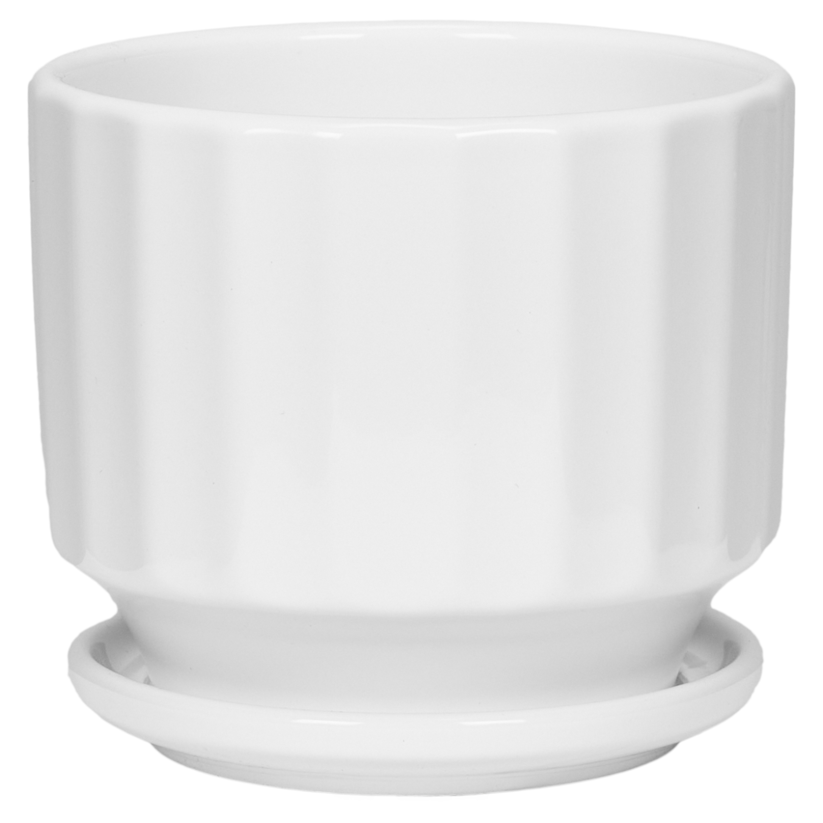 Клен веерный Шайна